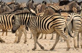 Safari Tanzanie-Serengeti
